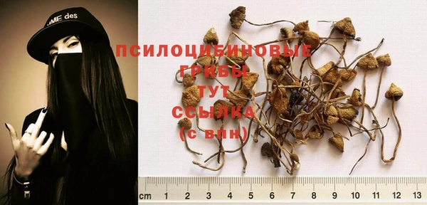 индика Вяземский
